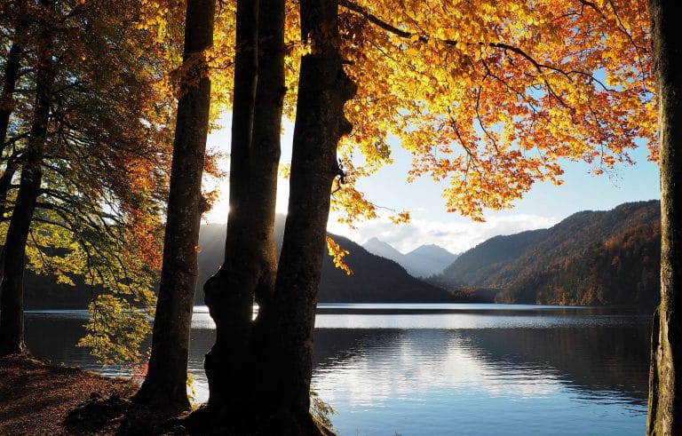 Un lac et des arbres à l'automne