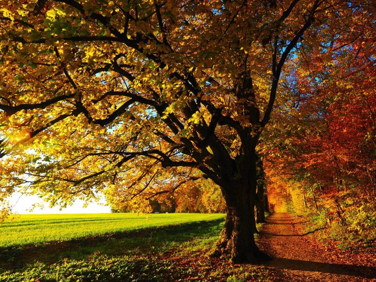 Un chemin forestier entouré de grands chênes à l'automne